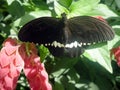 Large butterfly Papilio memnon with dark wings sitting on green leaf and flower close up