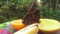 A large butterfly with spots and dots standing on some fruit