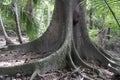 Buttress Roots on a Ceiba Tree in a Tropical Forest