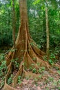 Large buttress roots tree in the forest at Gunung Mulu national park. Sarawak