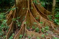 Large buttress roots tree in the tropical forest at Gunung Mulu national park. Sarawak