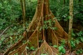 Large buttress roots tree in the tropical rainforest at Gunung Mulu national park. Sarawak