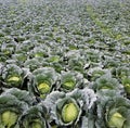 Large cabbage garden, economic crop