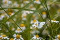 Large cabbage white butterfly sits on a camomile flower
