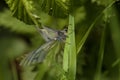 Large Cabbage White Royalty Free Stock Photo