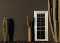 Large cacti on the background of the wall and hats, Texas