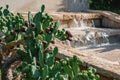 Large cacti with flat leaves and large spines grows next to the fountain. Close up