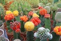 Large cacti in flower pots