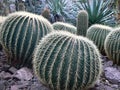 Large cacti Royalty Free Stock Photo