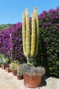 Large cactus Royalty Free Stock Photo