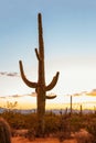 Large  cactus Carnegiea gigantea  at sunset in the  Saguaro National Park, near Tucson, Pima County,  southeastern Arizona, Unit Royalty Free Stock Photo