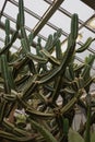 Large green cactus CEREUS JAMAKARU or Cereus repandus