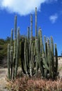 Large cactus closeup