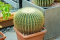 Large cactus Echinocactus grusonii, yellow hard needles. Mexico succulent known as Golden Barrel Cactus, Golden Ball, Mother-in-