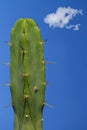 Large cactus erotic phallic image Royalty Free Stock Photo