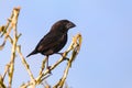 Large Cactus Finch on Espanola Island, Galapagos National park, Royalty Free Stock Photo