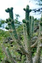 Large cactus with green fruit Royalty Free Stock Photo