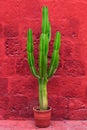 large cactus Royalty Free Stock Photo