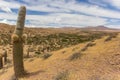 Large cactus in Los Cardones national park