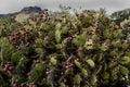 Cactus with fruits small many are red