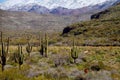 A large, cactus out in a valley filled with cactus in the desert mountains are covered in snow Royalty Free Stock Photo