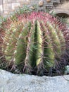 Large cactus with pink thorns