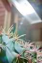 Large cactus under bright diode lamp. Growing succulents at home with artificial diode lighting.