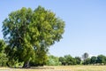 Large California bay laurel tree Royalty Free Stock Photo