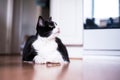 Large black and white cat resting on the floor Royalty Free Stock Photo