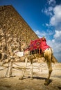 Large camel with colorful saddle, awaits a rider standing in front of a pyramid in Giza near Cairo Royalty Free Stock Photo