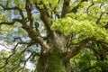 Large camphor tree Royalty Free Stock Photo