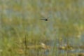 Large Canada Darner Dragonfly in Flight