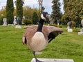 Large Canadian Goose on one leg bench in park open wing