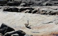 Large Canadian Goose walking along rocky shore at beach.