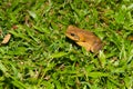 Large Cane Toad on Hawaiian Island