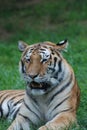 Large Canines VIsible on a Tiger Royalty Free Stock Photo