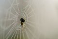 Spider in its web with dew drops and blurry background Royalty Free Stock Photo