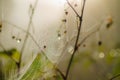 Spider in its web with dew drops and branches in gorgeous light