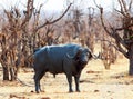 Large Cape Buffalo standing in the bushveld in Hwange