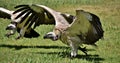 Large Cape vulture