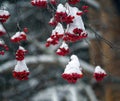 Large caps of snow remained on the rowan bunches. Winter natural background with rowan berries Royalty Free Stock Photo