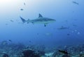 Large caribbean reef shark, roatan, honduras Royalty Free Stock Photo