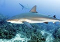 Large caribbean reef shark, roatan, honduras Royalty Free Stock Photo