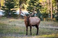 Large caribou reindeer grazes