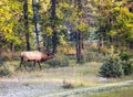 Large caribou reindeer grazes