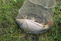 Large carp fish caught in a lake