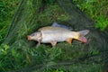 large carp fish caught in a lake