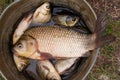 Large carp Royalty Free Stock Photo