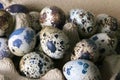 A large carton of several quail eggs.