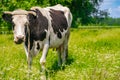 large cash cow in a meadow of green grass in sunny weather among the trees